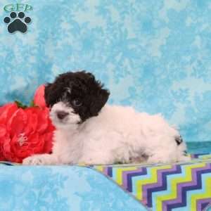 Caramel, Toy Poodle Puppy